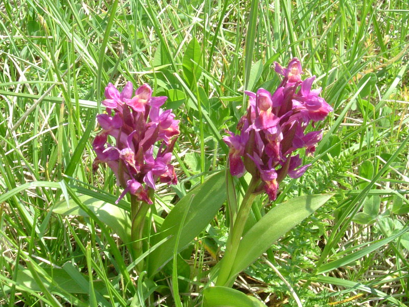 Dactylorhiza sambucina